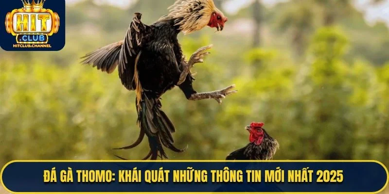 Đá Gà Thomo